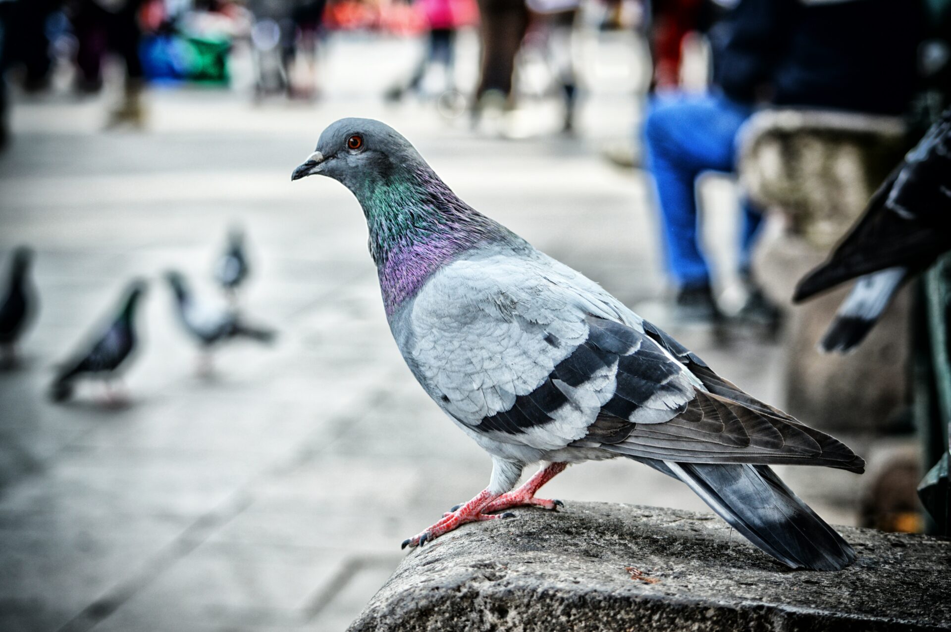 pigeon-763197
